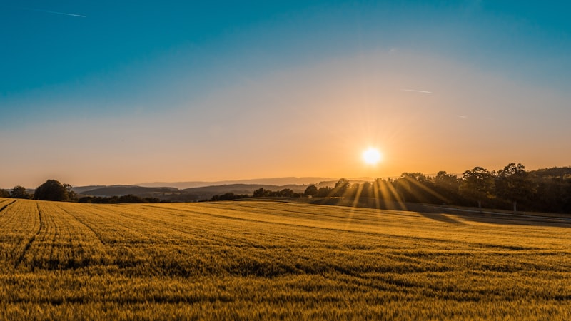 Paddy fields at golden hour