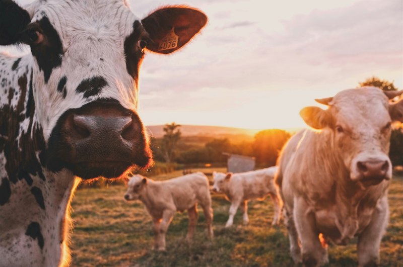 Cattle grazing beside the orchard