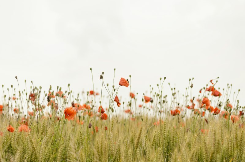 Wildflowers along the farm trail