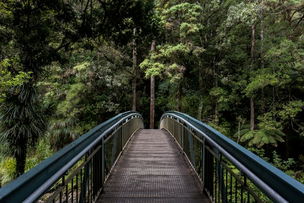 Woodland at Prakruti Farms